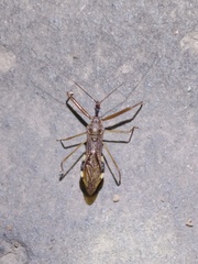 Epidaus