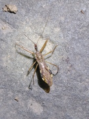 Epidaus