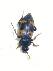 Nicrophorus nepalensis
