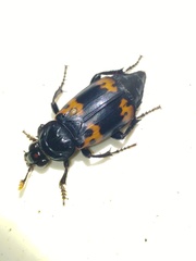 Nicrophorus nepalensis