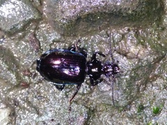 Physodera eschscholtzii