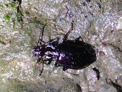 Physodera eschscholtzii