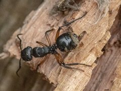 Polyrhachis femorata