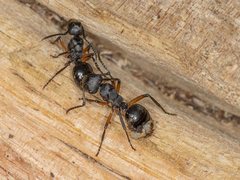 Polyrhachis femorata