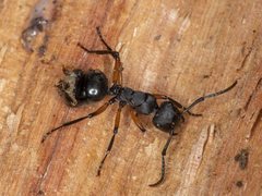 Polyrhachis femorata