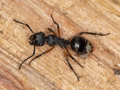 Polyrhachis femorata