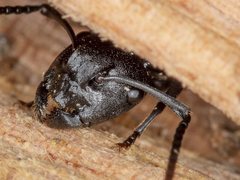 Polyrhachis femorata