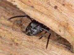Polyrhachis femorata
