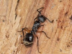 Polyrhachis femorata