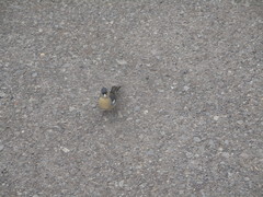 Fringilla coelebs canariensis