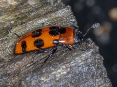 Episcaphula australis