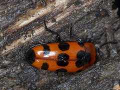 Episcaphula australis