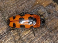 Episcaphula australis