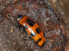 Episcaphula australis