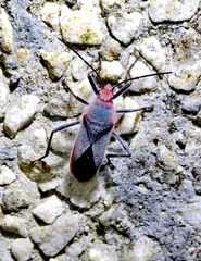 Thunbergia marginata
