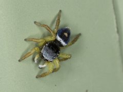Maratus hesperus