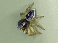 Maratus hesperus