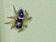 Maratus hesperus