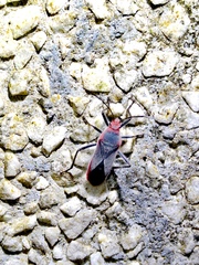 Thunbergia marginata