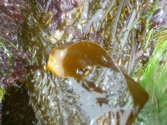 Laminaria setchellii