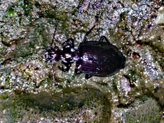 Physodera eschscholtzii