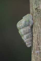 Cerithidea obtusa
