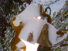 Laminaria setchellii