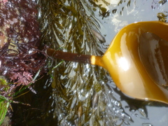 Laminaria setchellii