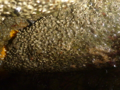 Dodecaceria fewkesi
