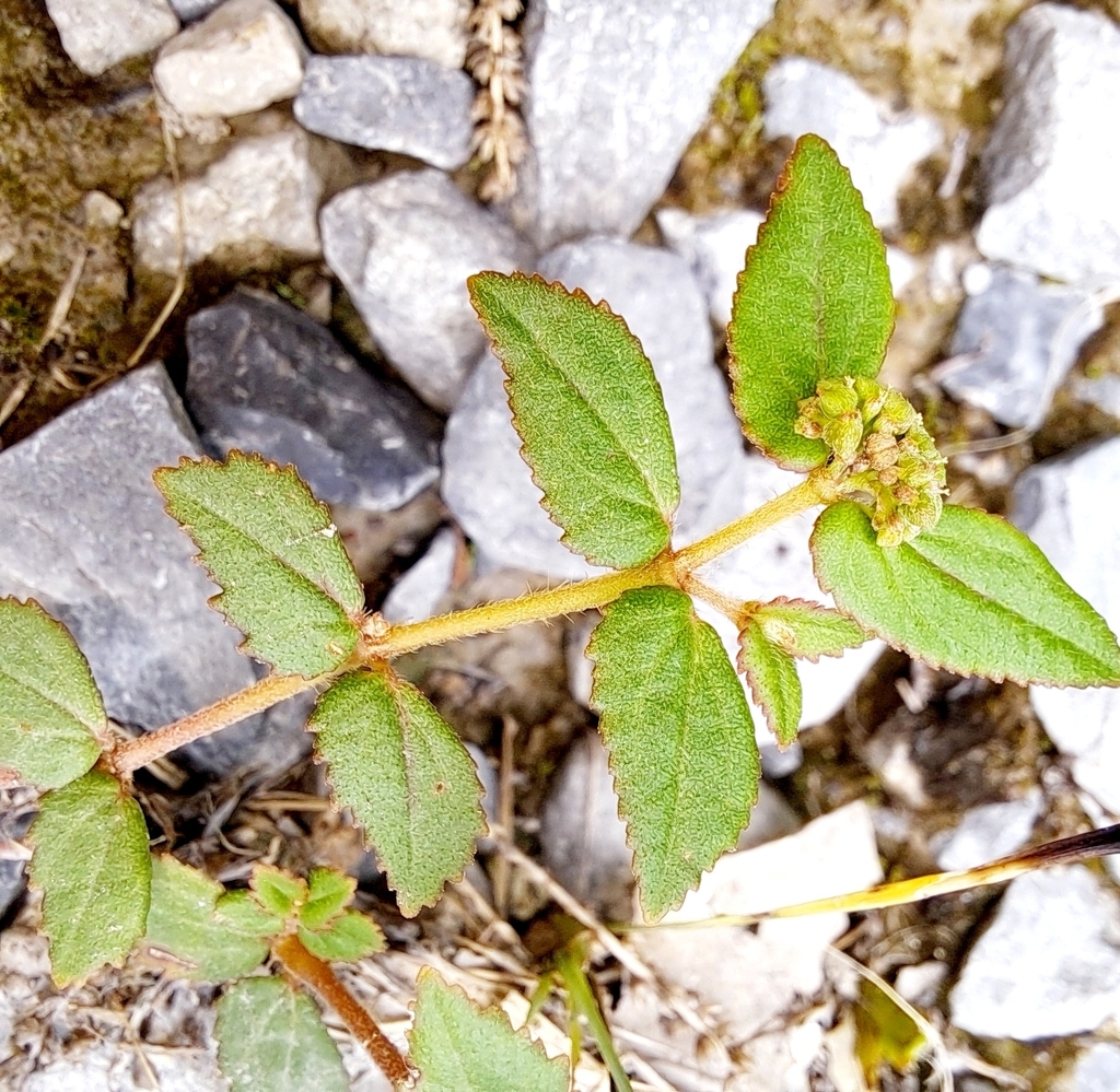 Florida Hammock Sandmat from Meaux, LA 70510, USA on June 12, 2024 at