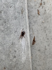 Steatoda nobilis