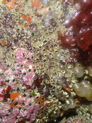 Dodecaceria fewkesi