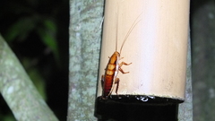 Drymaplaneta heydeniana