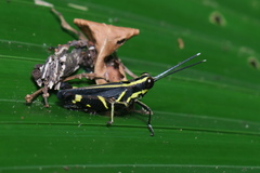 Traulia azureipennis