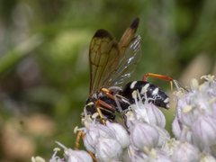 Batozonellus vespoides