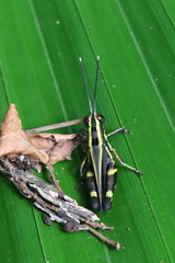 Traulia azureipennis