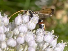 Batozonellus vespoides