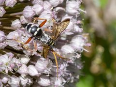 Batozonellus vespoides