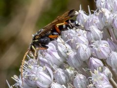 Batozonellus vespoides