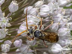 Batozonellus vespoides