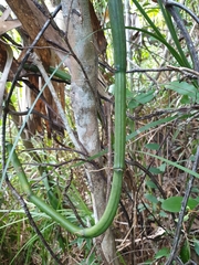 Vanilla madagascariensis