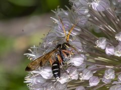 Batozonellus vespoides