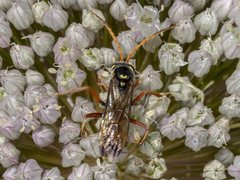 Batozonellus vespoides