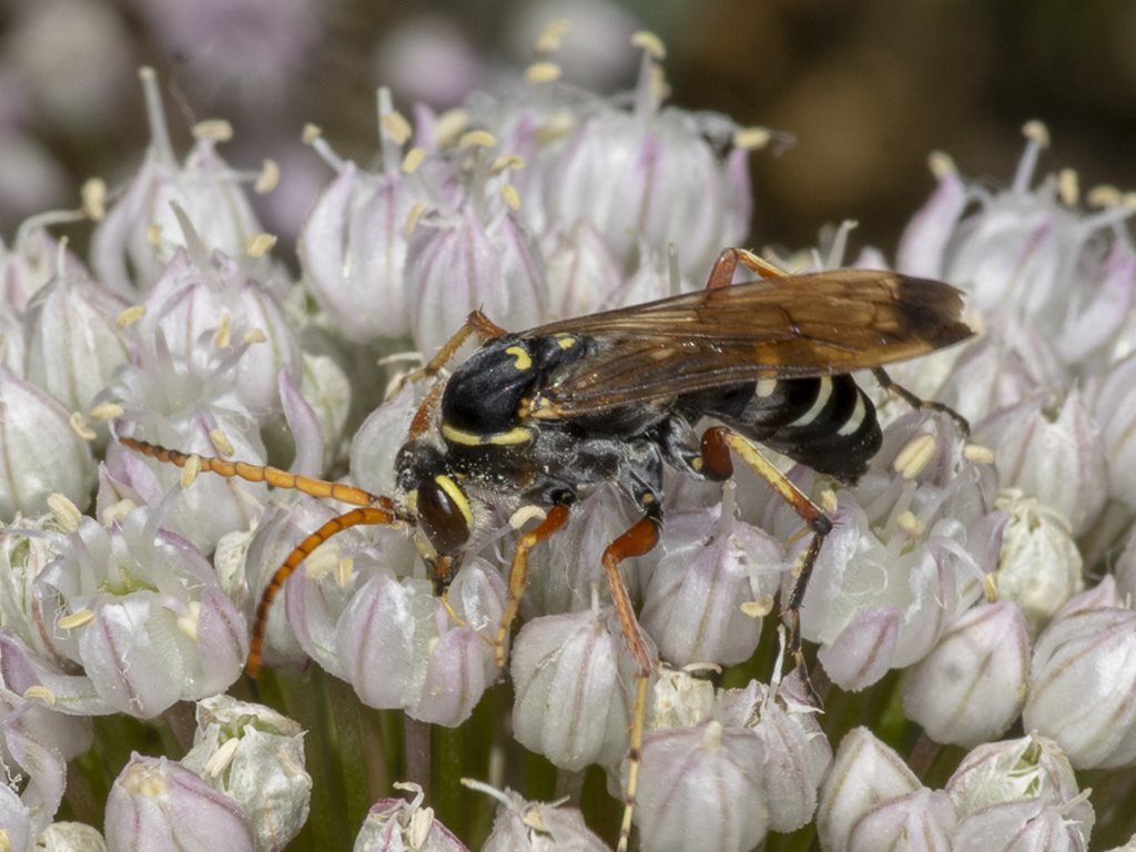 Batozonellus
