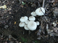 Armillaria limonea