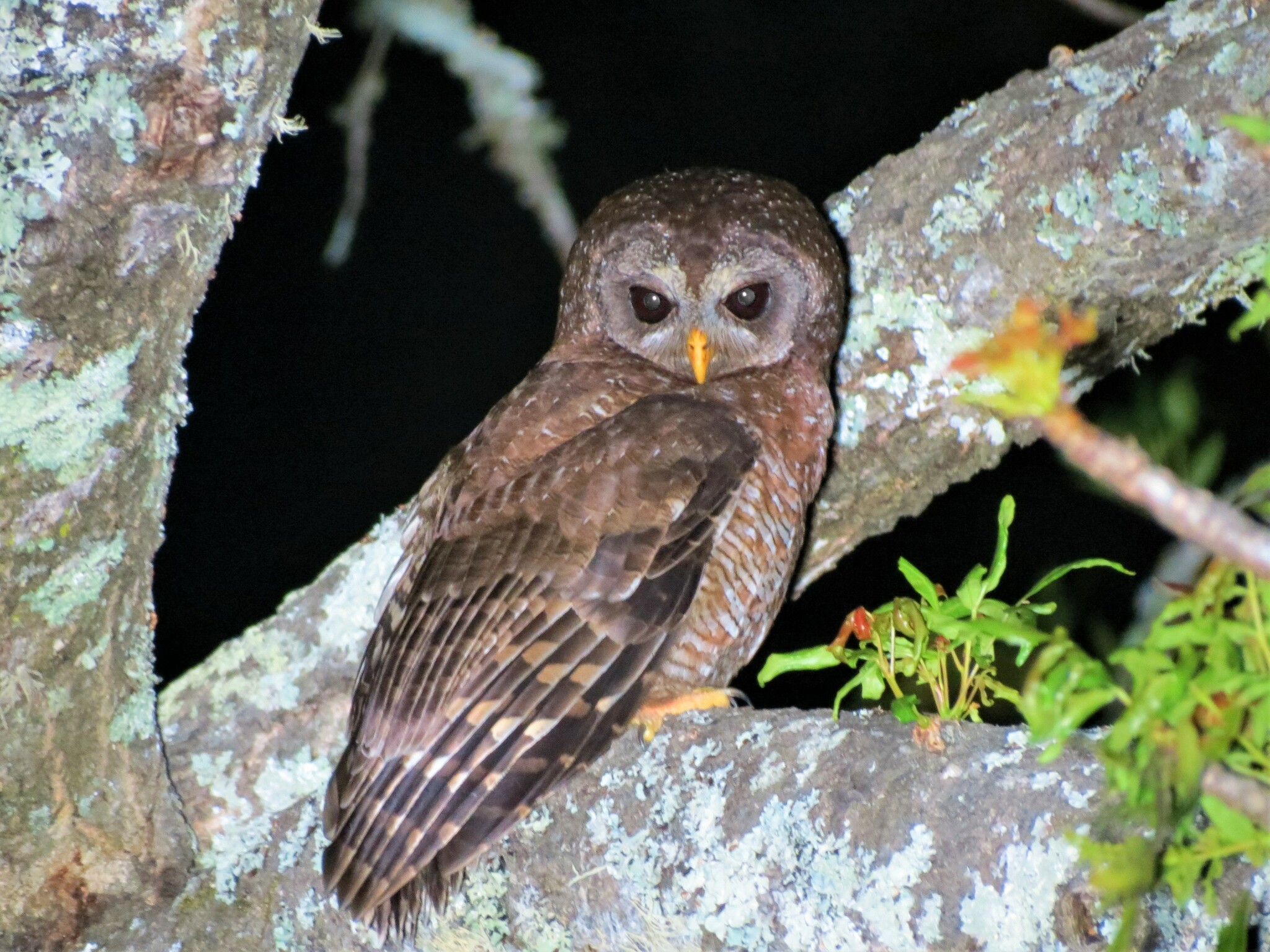 African Wood-Owl (Strix woodfordii)