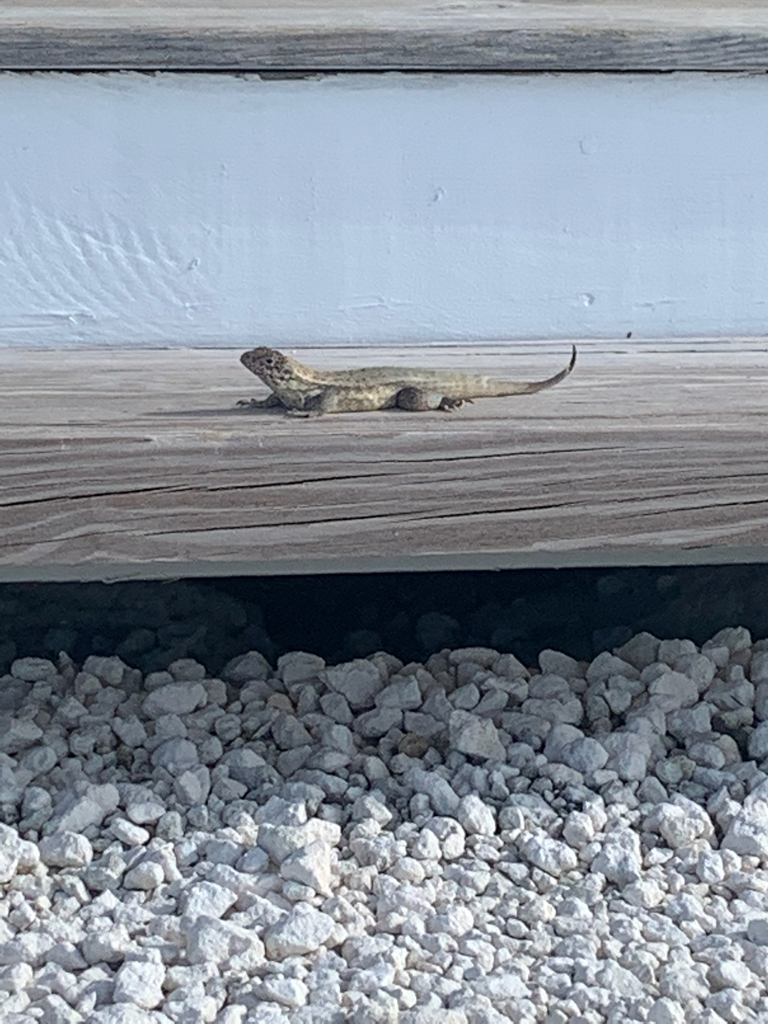 Northern Curly-tailed Lizard from Bahamas on July 2, 2022 at 08:48 AM ...