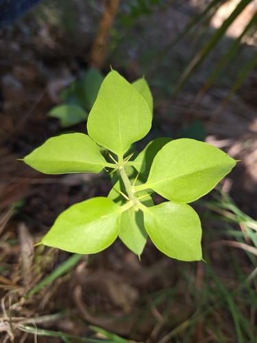 Image of Capparis canescens by (c) Kirsten Bywater, some rights reserved (CC BY-SA)
