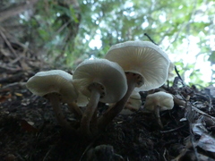 Armillaria limonea