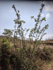 Zanthoxylum acanthopodium